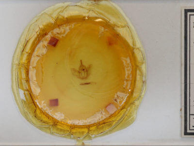 slide view of adult Selenia kentaria