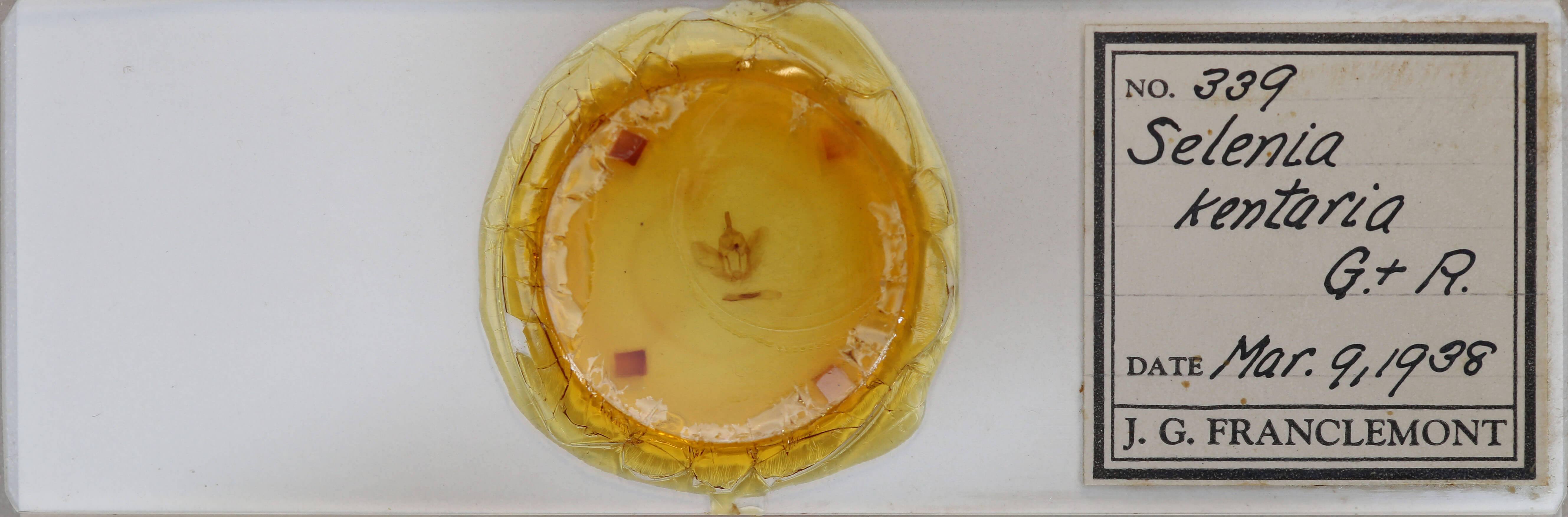 slide view of adult Selenia kentaria