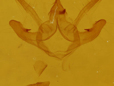 genitalia view of adult Semiothisa