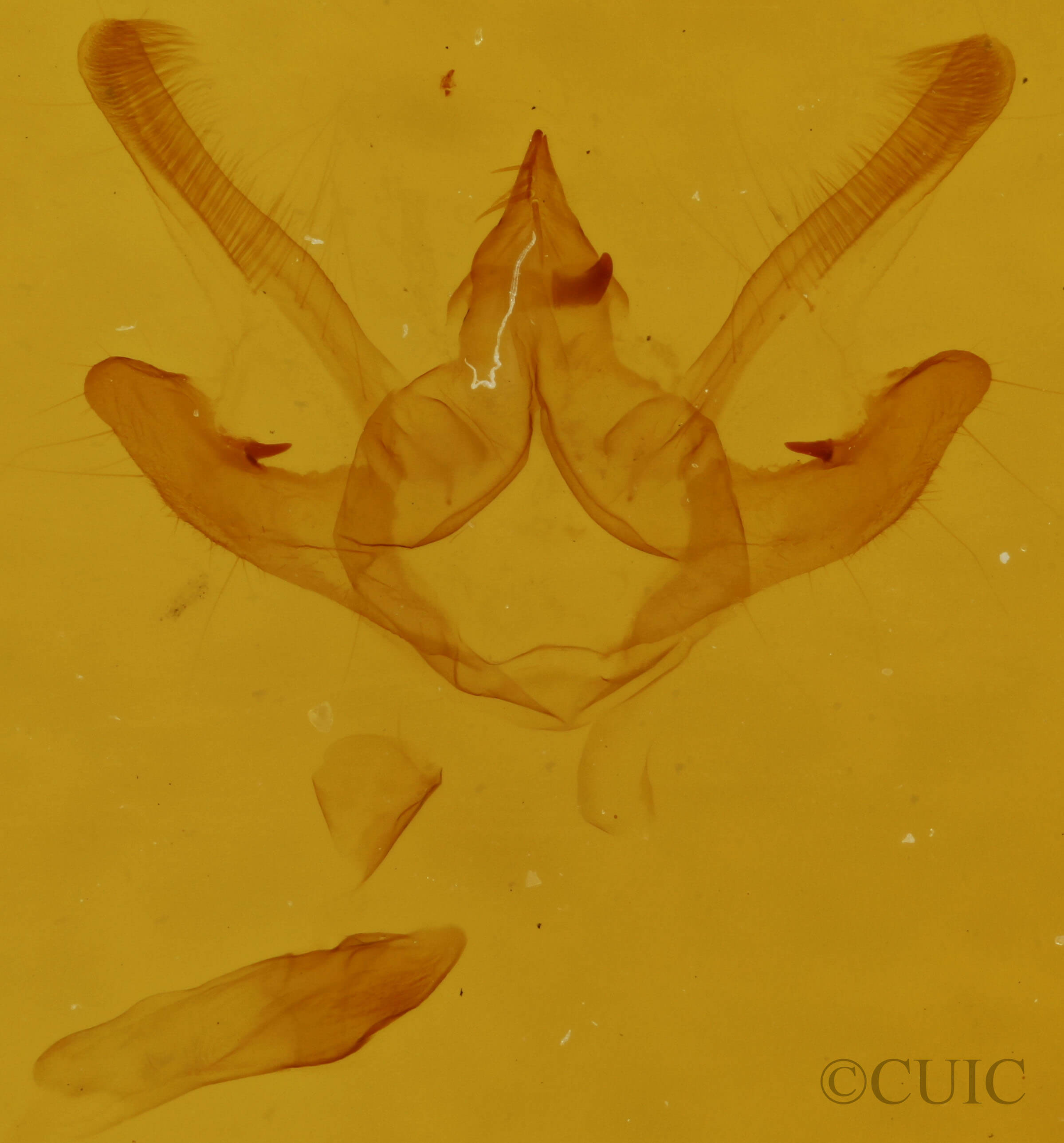 genitalia view of adult Semiothisa