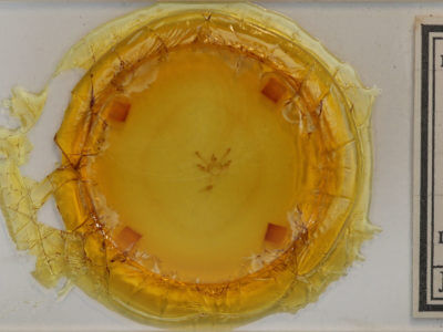 slide view of adult Semiothisa