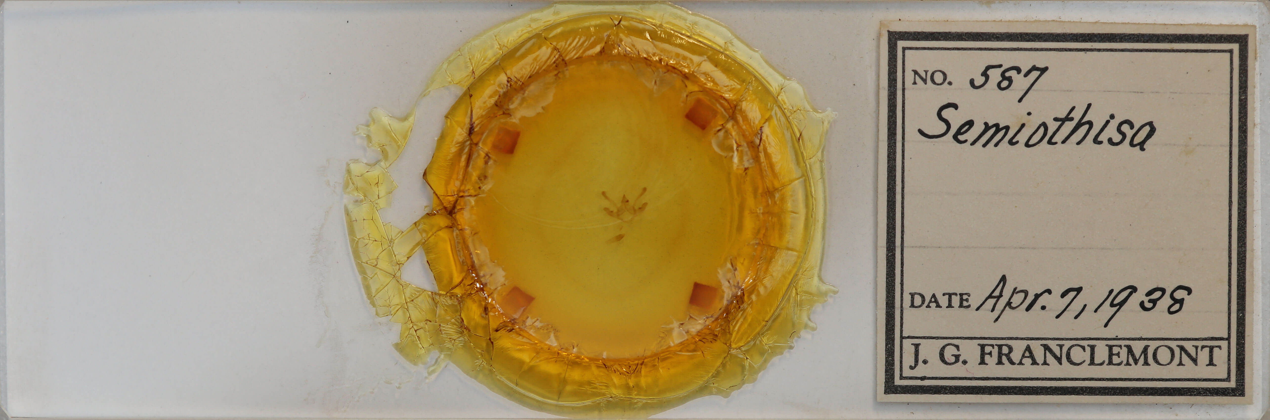 slide view of adult Semiothisa