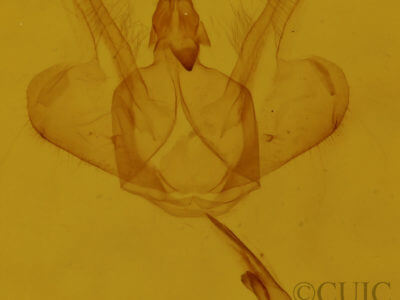 genitalia view of adult Macaria fissinotata