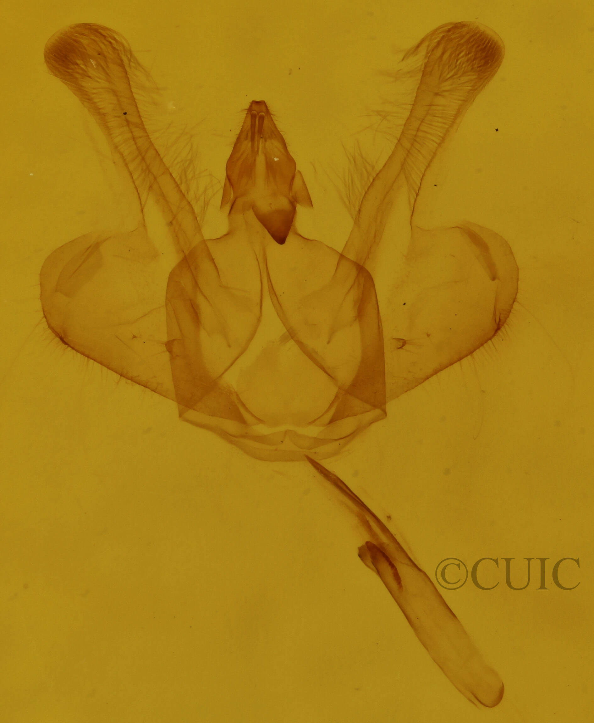 genitalia view of adult Macaria fissinotata