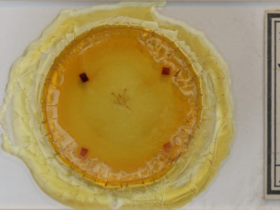 slide view of adult Macaria fissinotata