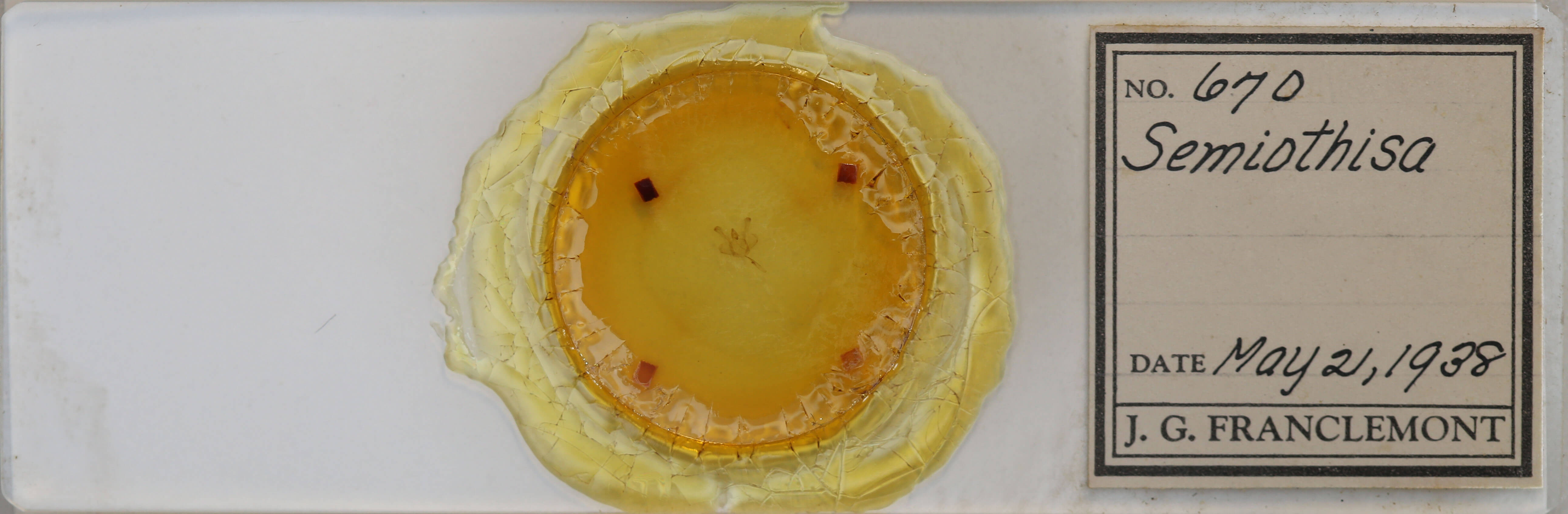 slide view of adult Macaria fissinotata