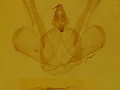 genitalia view of adult Macaria fissinotata