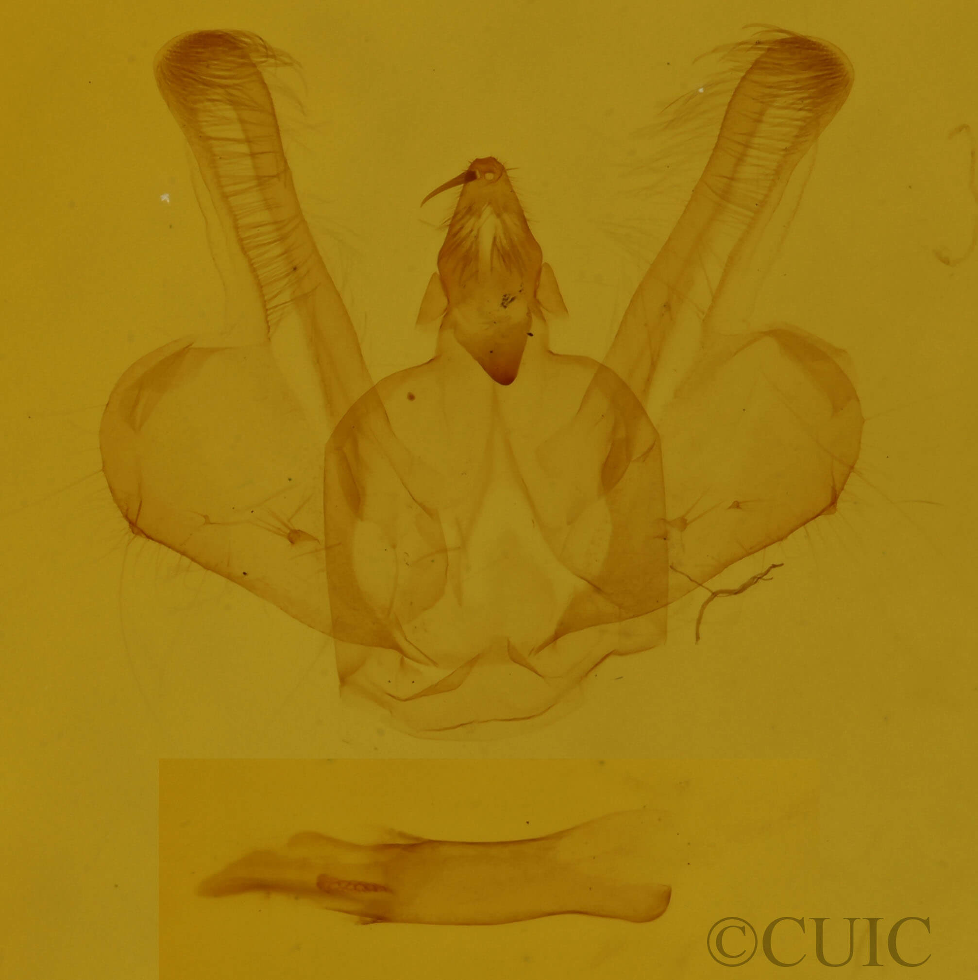 genitalia view of adult Macaria fissinotata