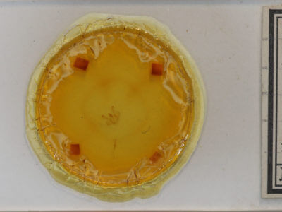 slide view of adult Macaria fissinotata