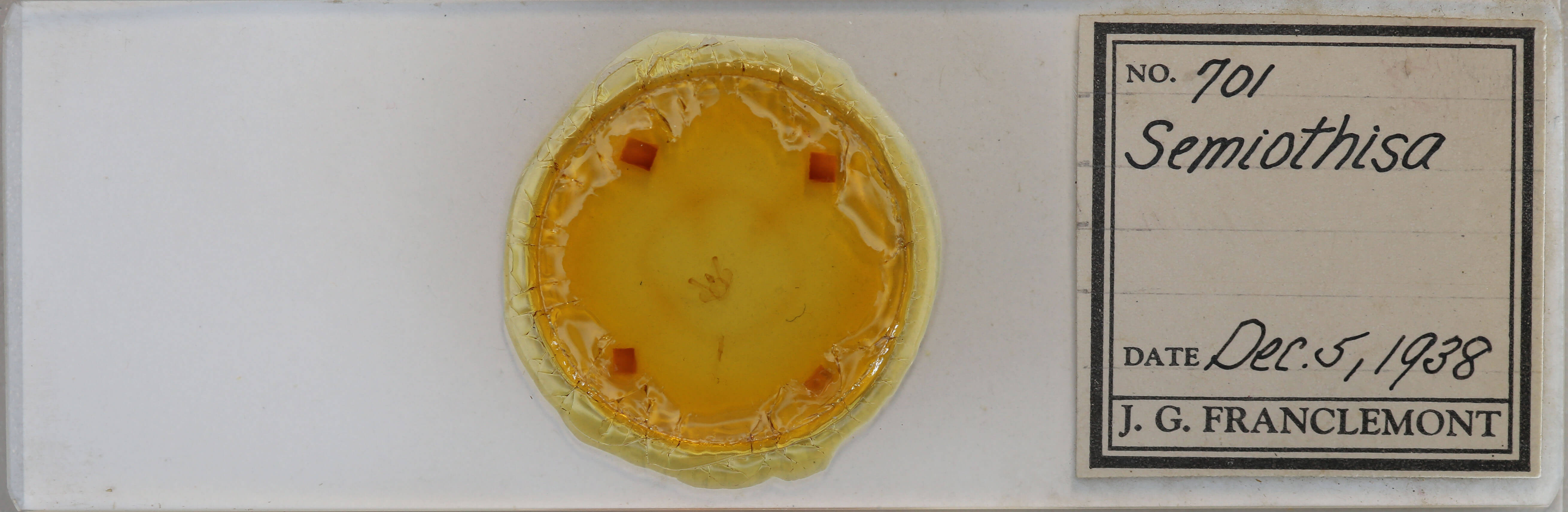 slide view of adult Macaria fissinotata