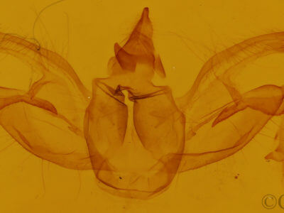 genitalia view of adult Digrammia continuata