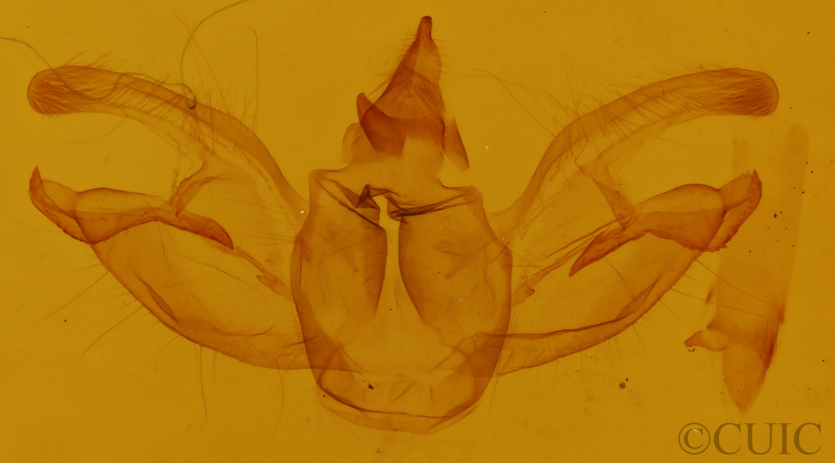 genitalia view of adult Digrammia continuata