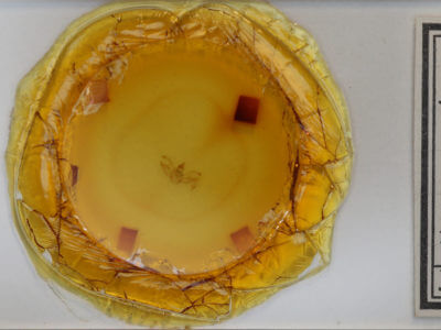 slide view of adult Digrammia continuata