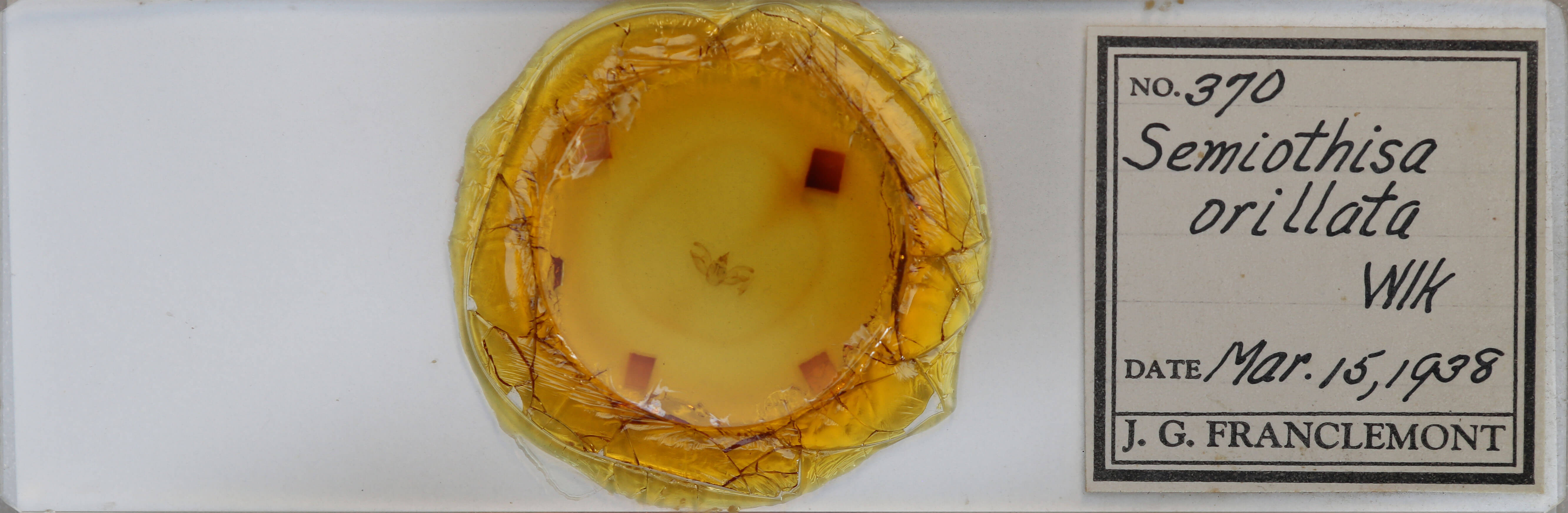 slide view of adult Digrammia continuata