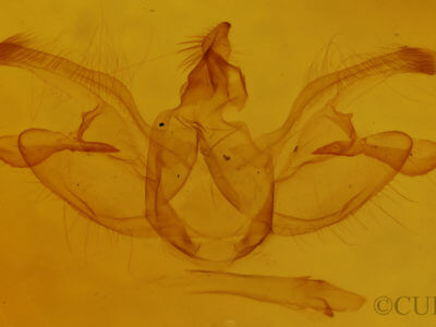 genitalia view of adult Digrammia continuata