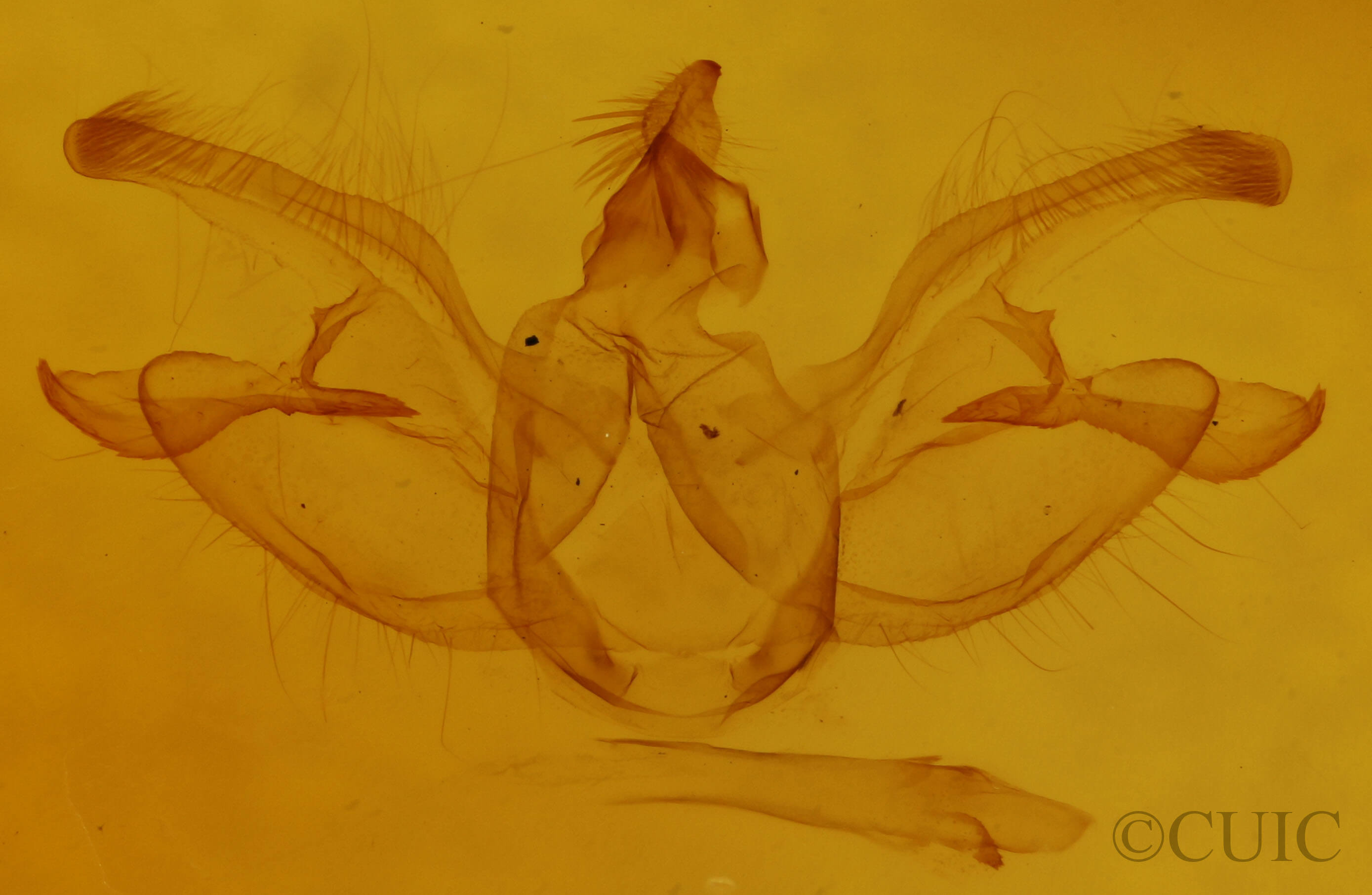 genitalia view of adult Digrammia continuata