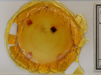 slide view of adult Digrammia continuata