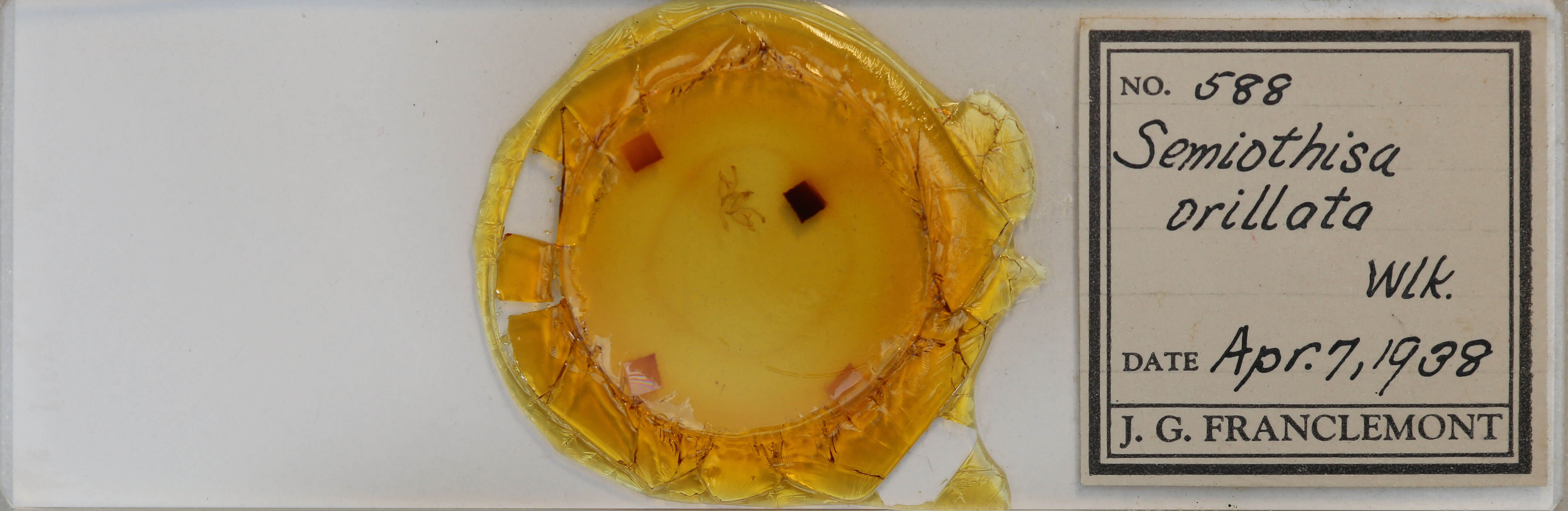 slide view of adult Digrammia continuata