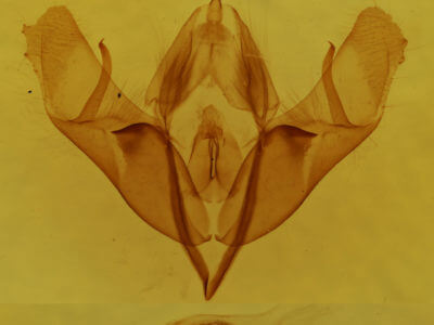 genitalia view of adult Acronicta insularis insularis