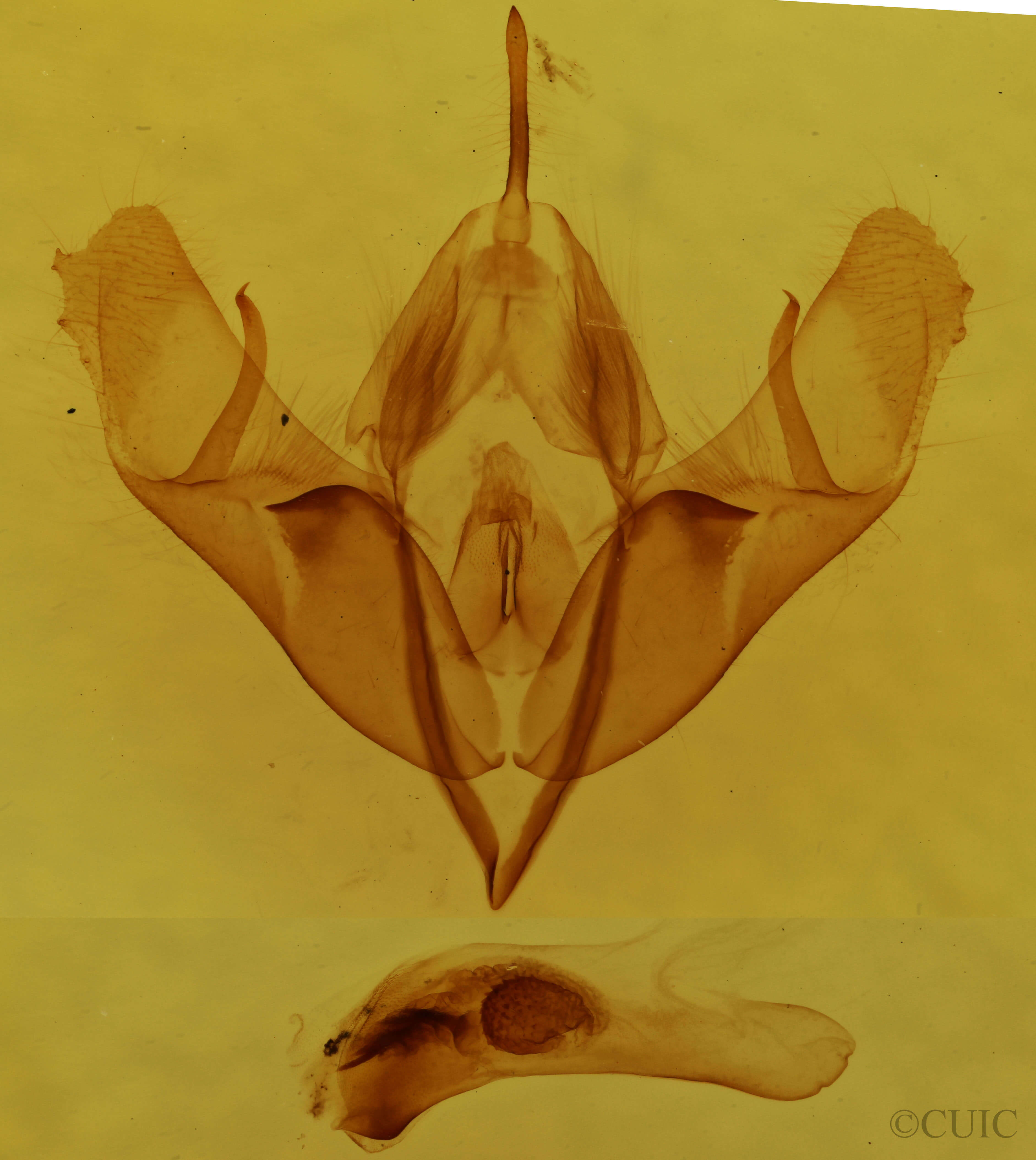 genitalia view of adult Acronicta insularis insularis