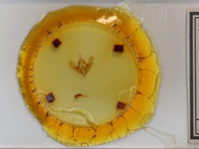 slide view of adult Acronicta insularis insularis