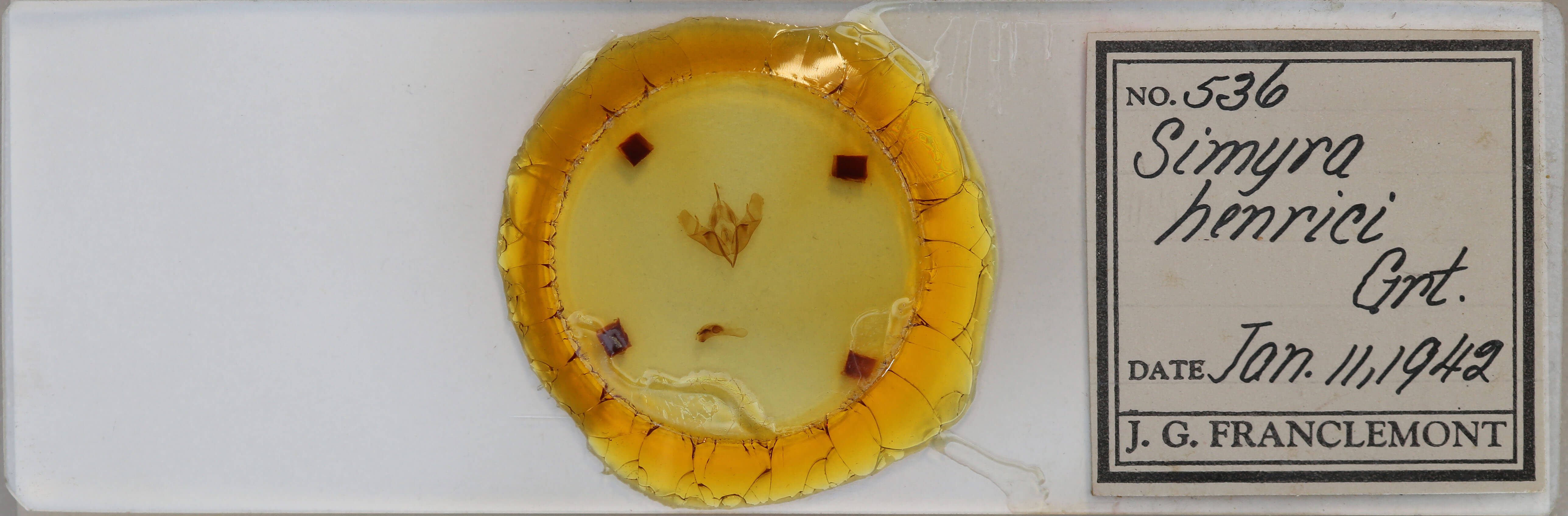slide view of adult Acronicta insularis insularis