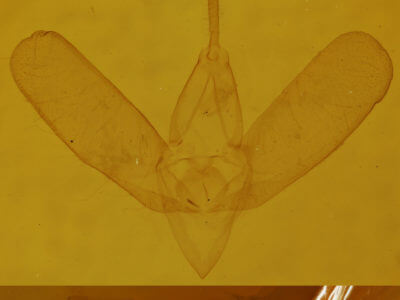 genitalia view of adult Spargaloma sexpunctata