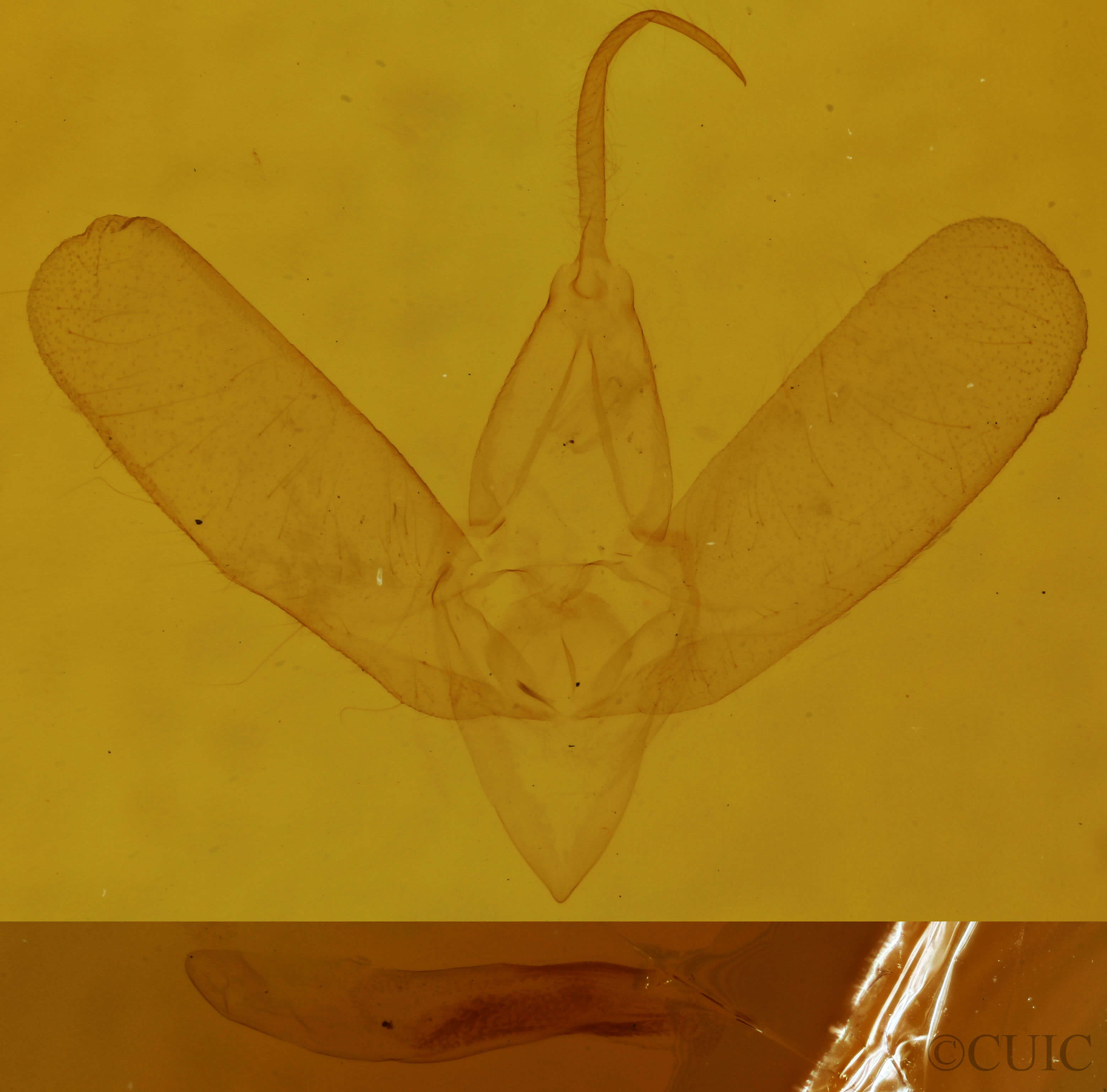 genitalia view of adult Spargaloma sexpunctata