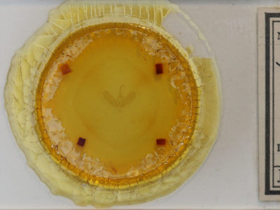 slide view of adult Spargaloma sexpunctata