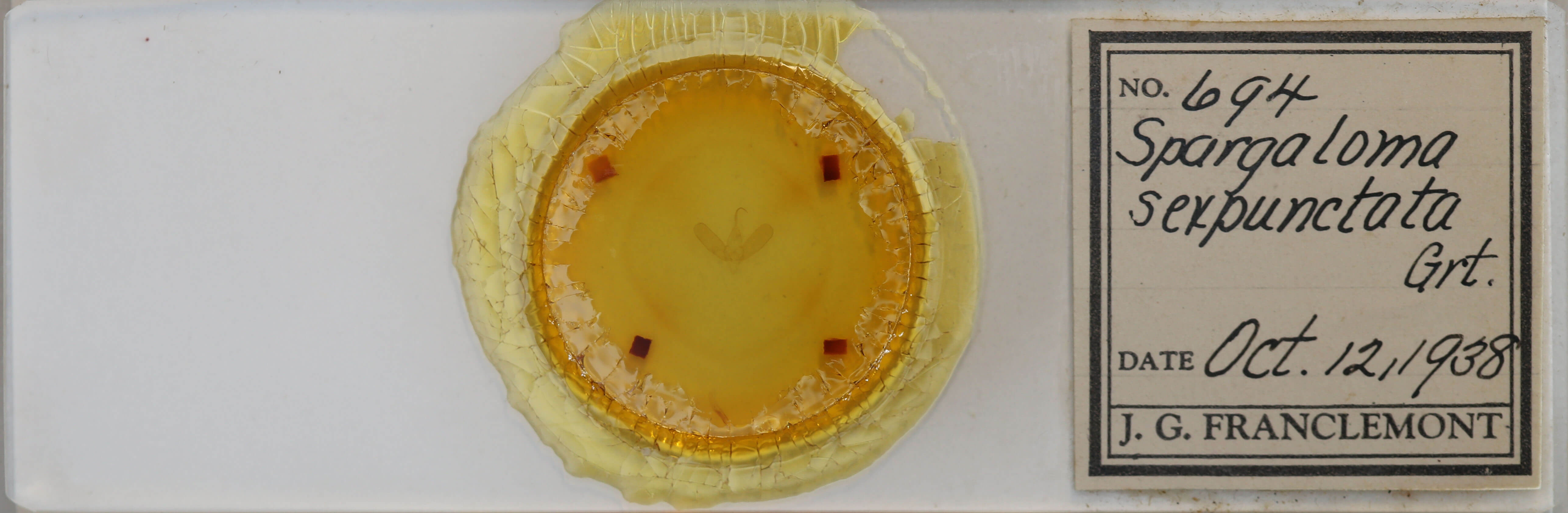 slide view of adult Spargaloma sexpunctata