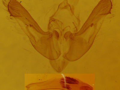 genitalia view of adult Photedes inops