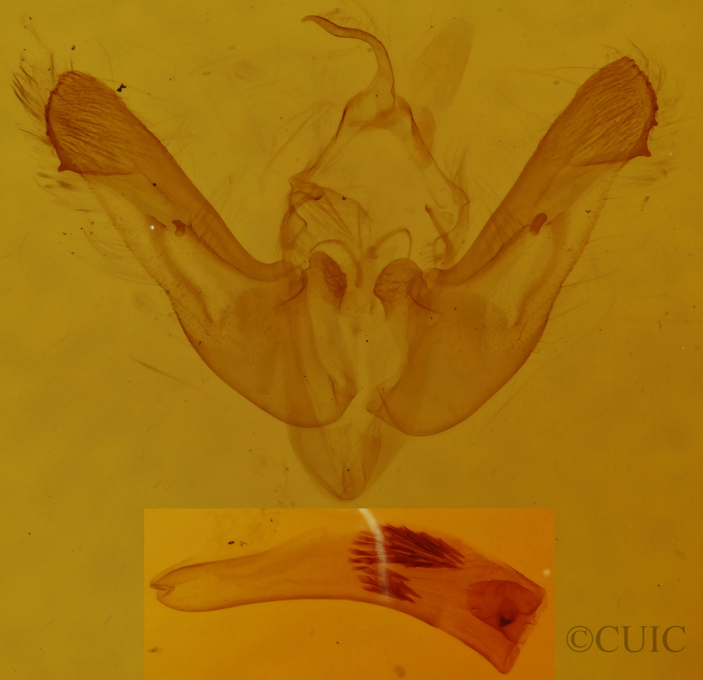 genitalia view of adult Photedes inops