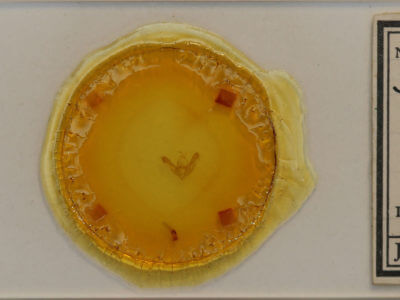 slide view of adult Photedes inops