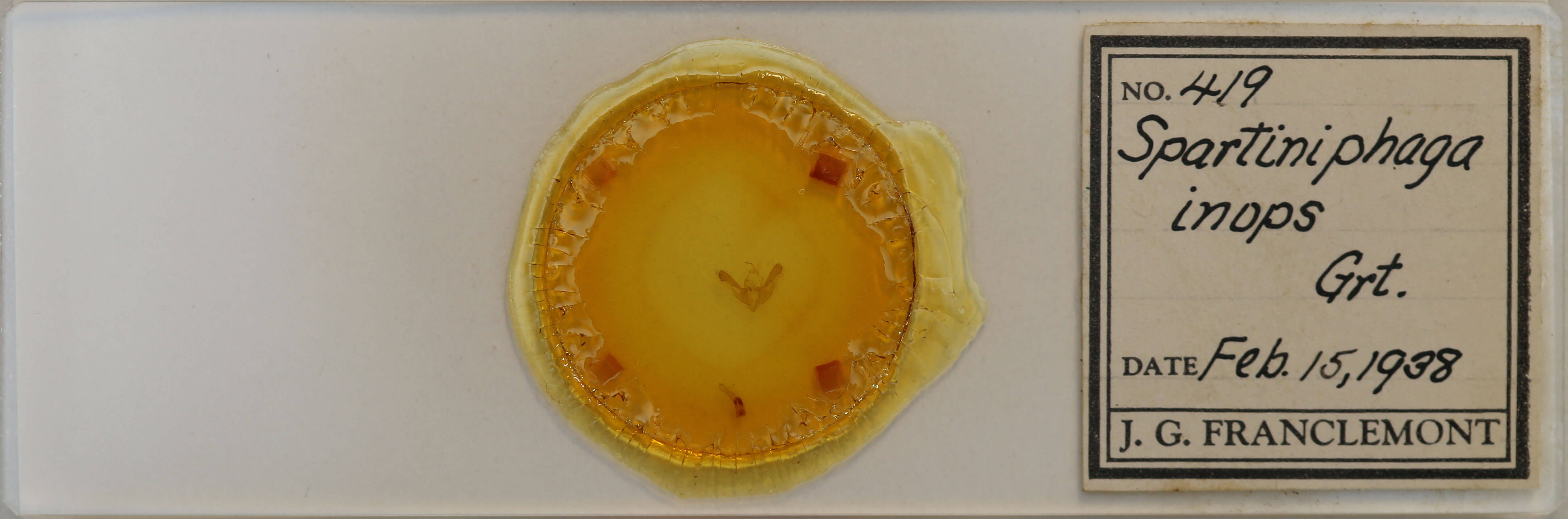 slide view of adult Photedes inops