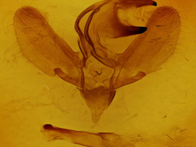 genitalia view of adult Sphecodina abbottii