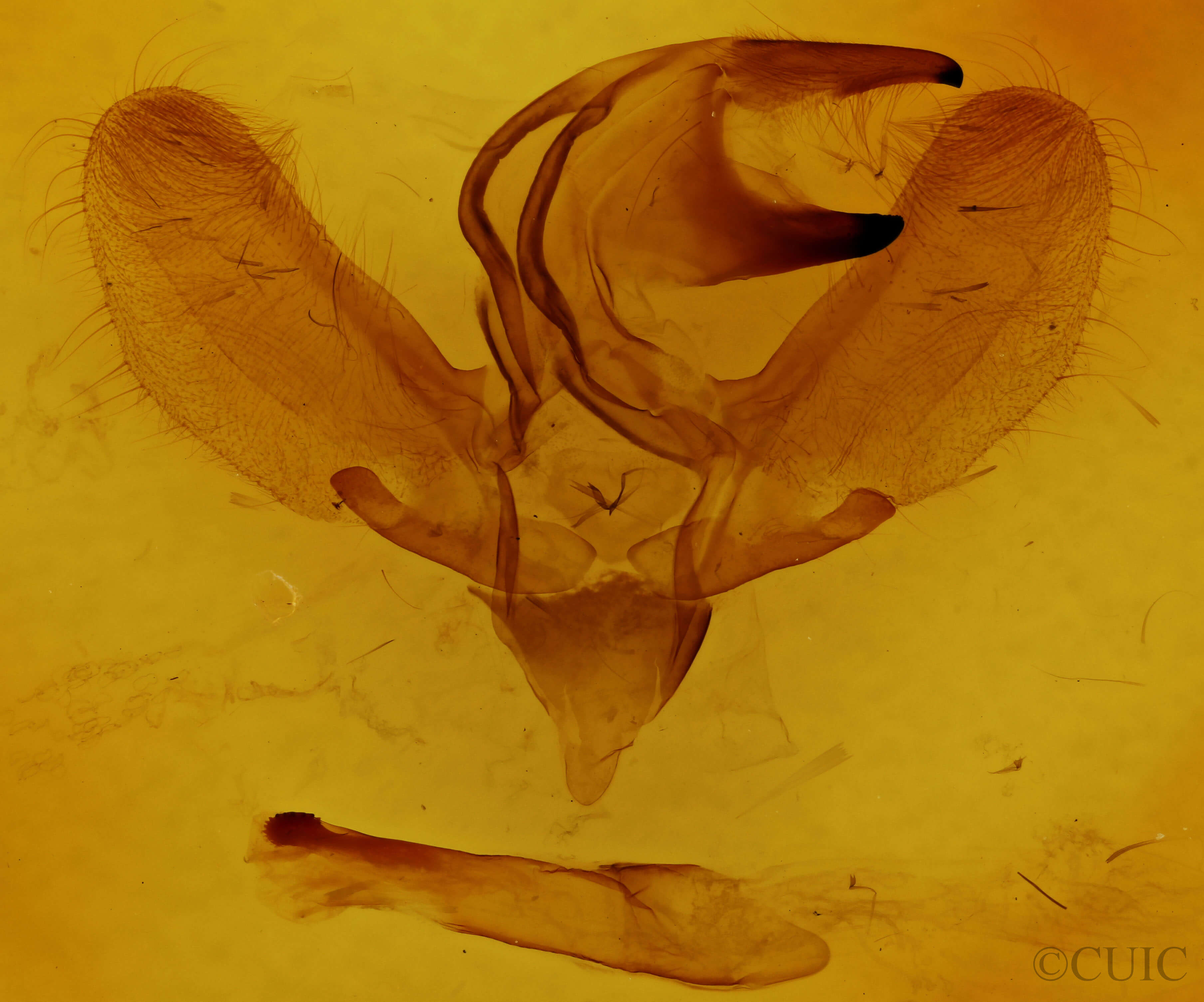 genitalia view of adult Sphecodina abbottii