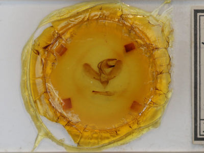 slide view of adult Sphecodina abbottii