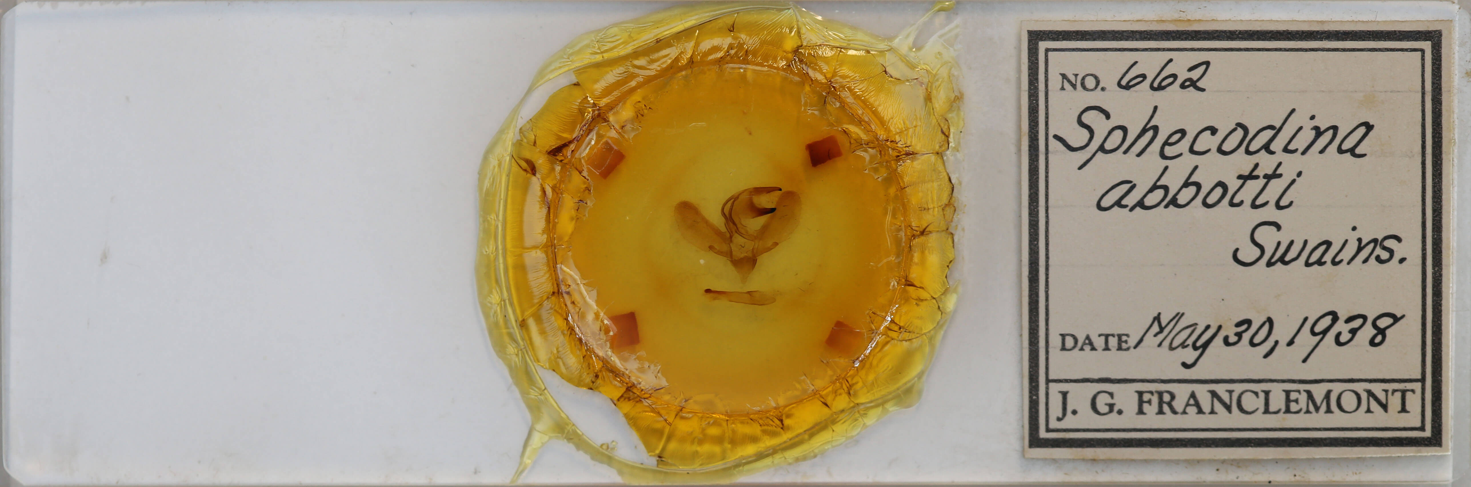 slide view of adult Sphecodina abbottii