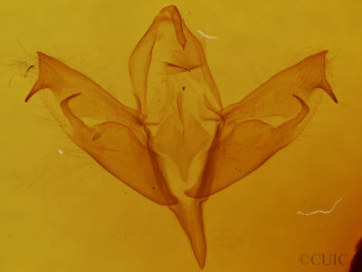 genitalia view of adult Supralathosea baboquivariensis