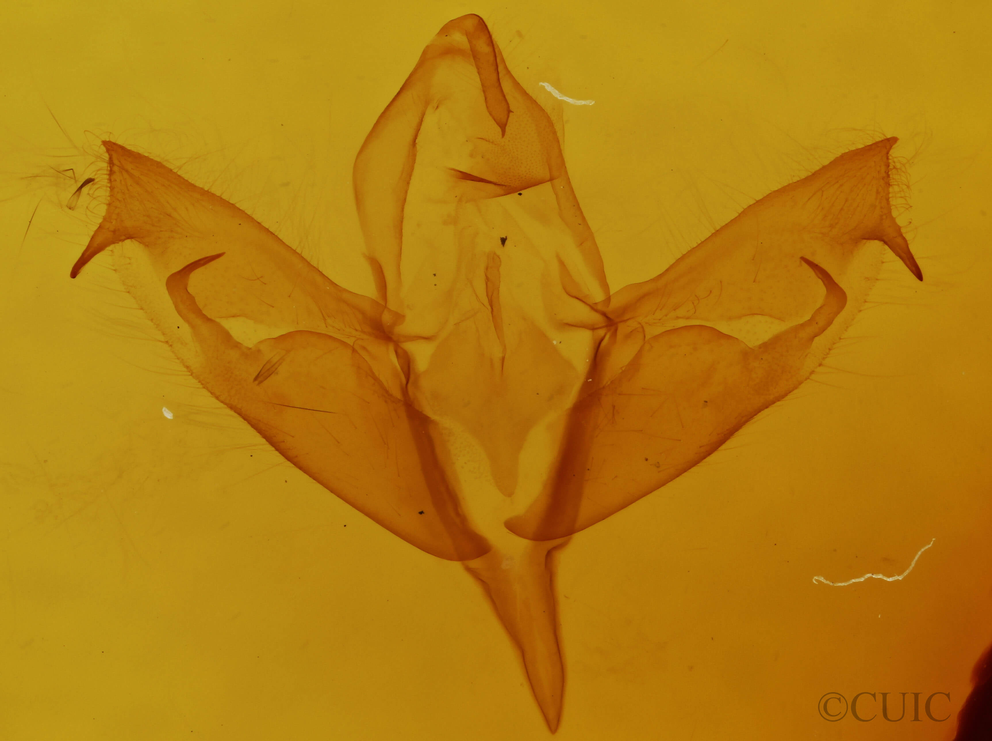 genitalia view of adult Supralathosea baboquivariensis