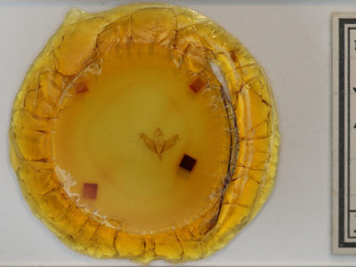 slide view of adult Supralathosea baboquivariensis