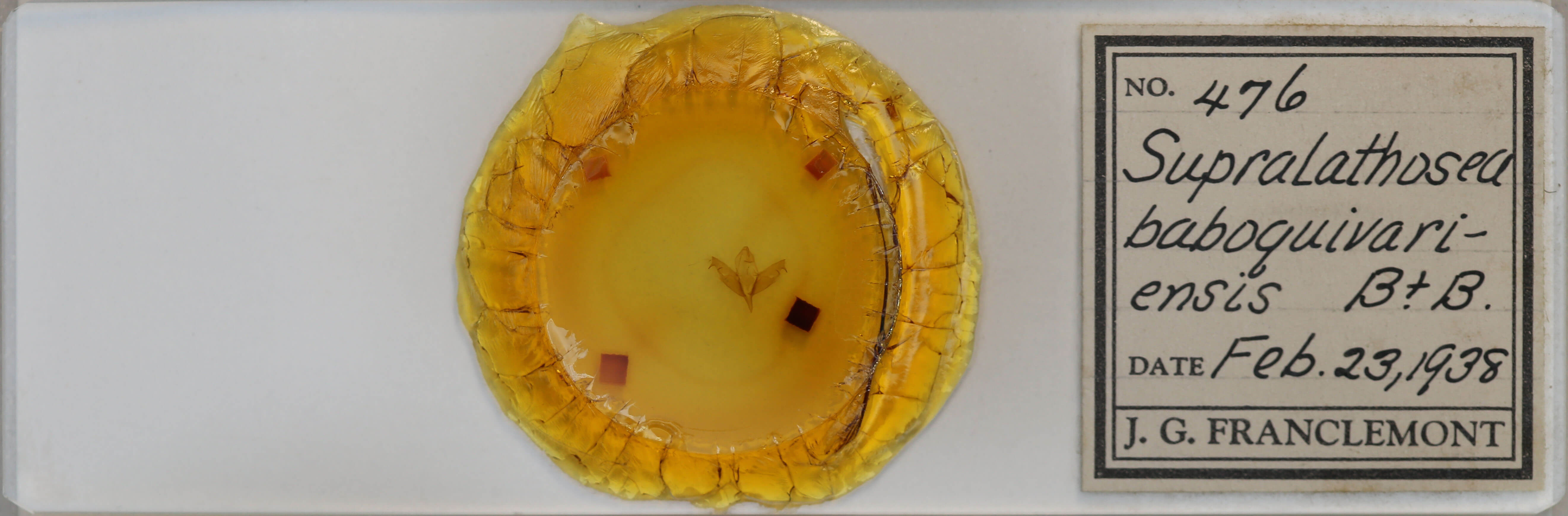 slide view of adult Supralathosea baboquivariensis