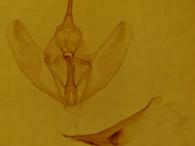 genitalia view of adult Tetracis crocallata