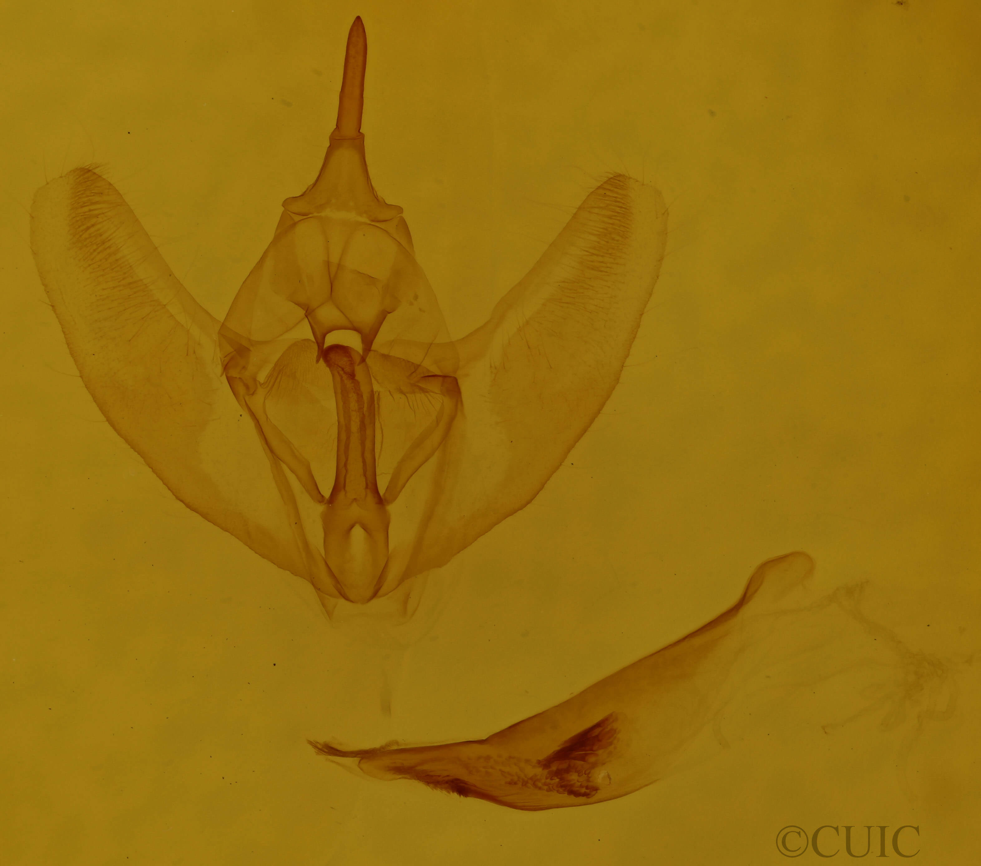 genitalia view of adult Tetracis crocallata