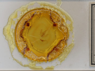 slide view of adult Tetracis crocallata