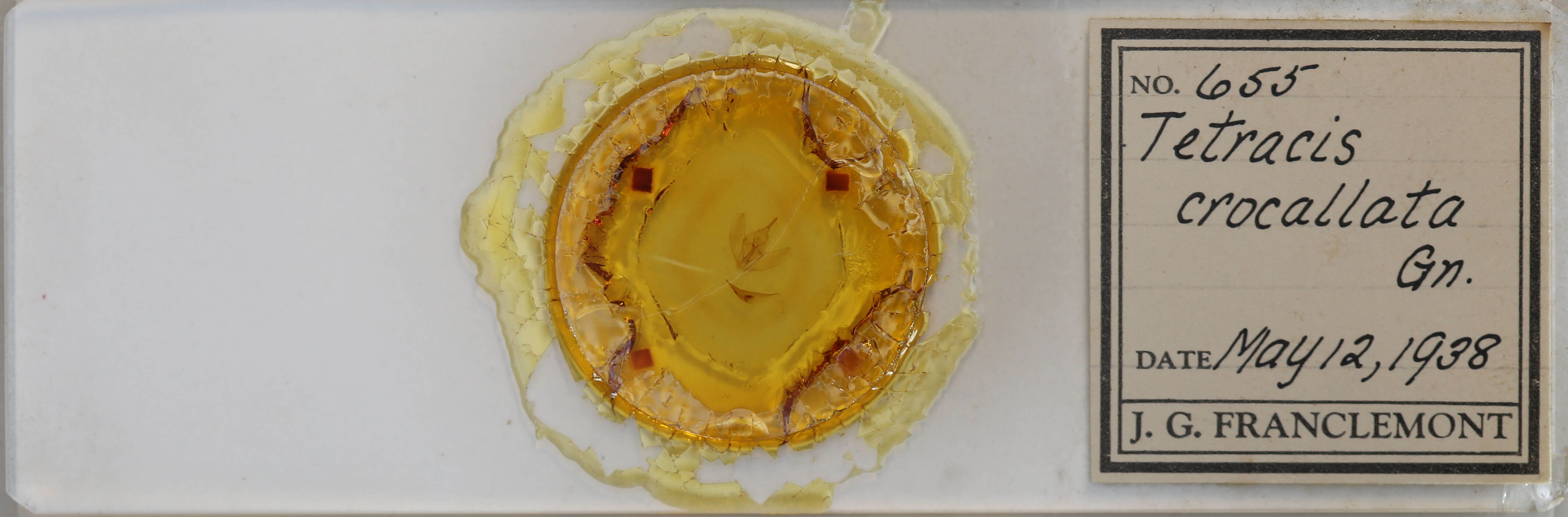 slide view of adult Tetracis crocallata