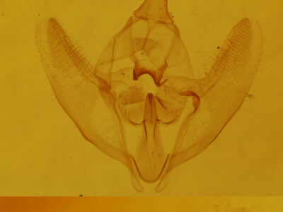 genitalia view of adult Tetracis cachexiata
