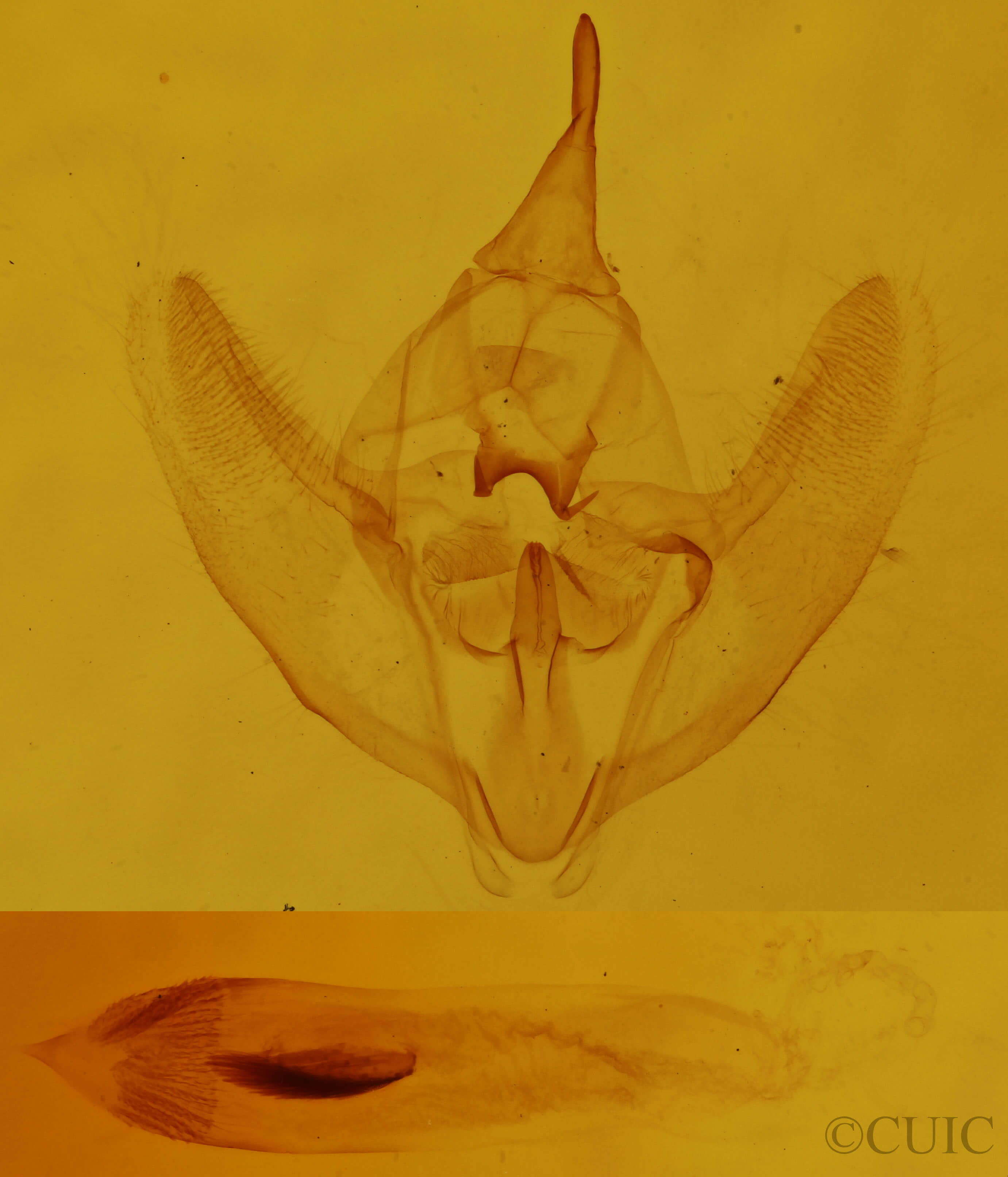 genitalia view of adult Tetracis cachexiata