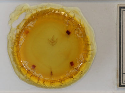 slide view of adult Tetracis cachexiata