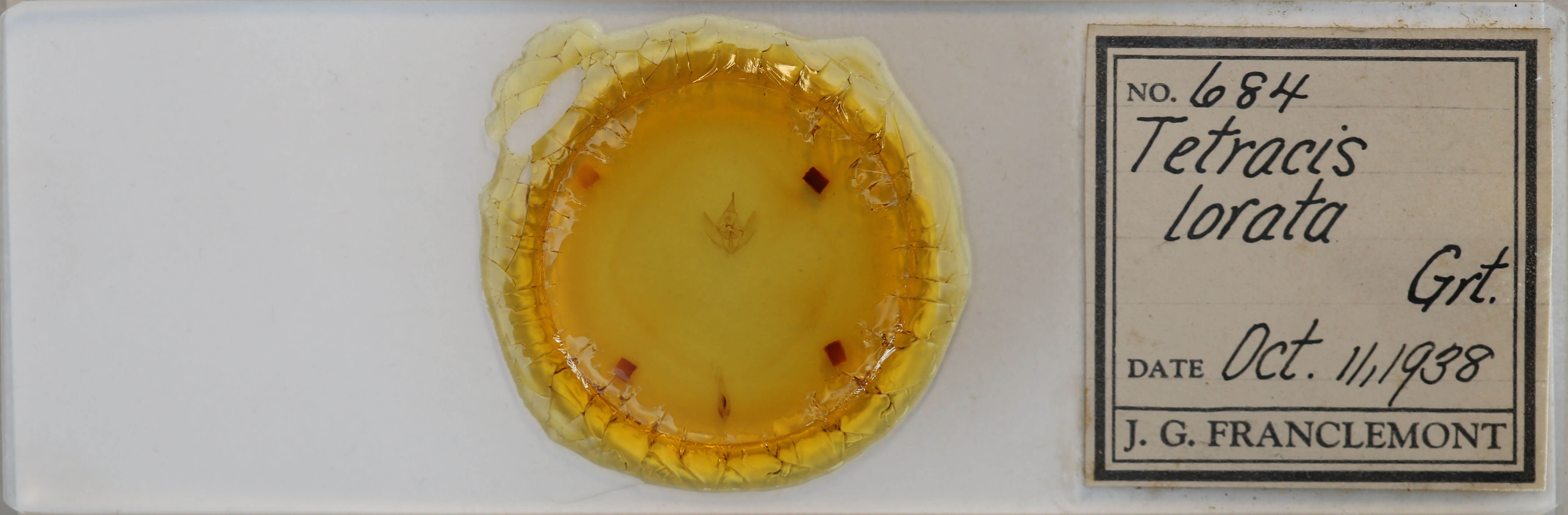 slide view of adult Tetracis cachexiata